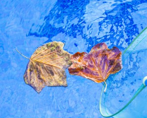 Fallen leaves being cleaned out of a pool.