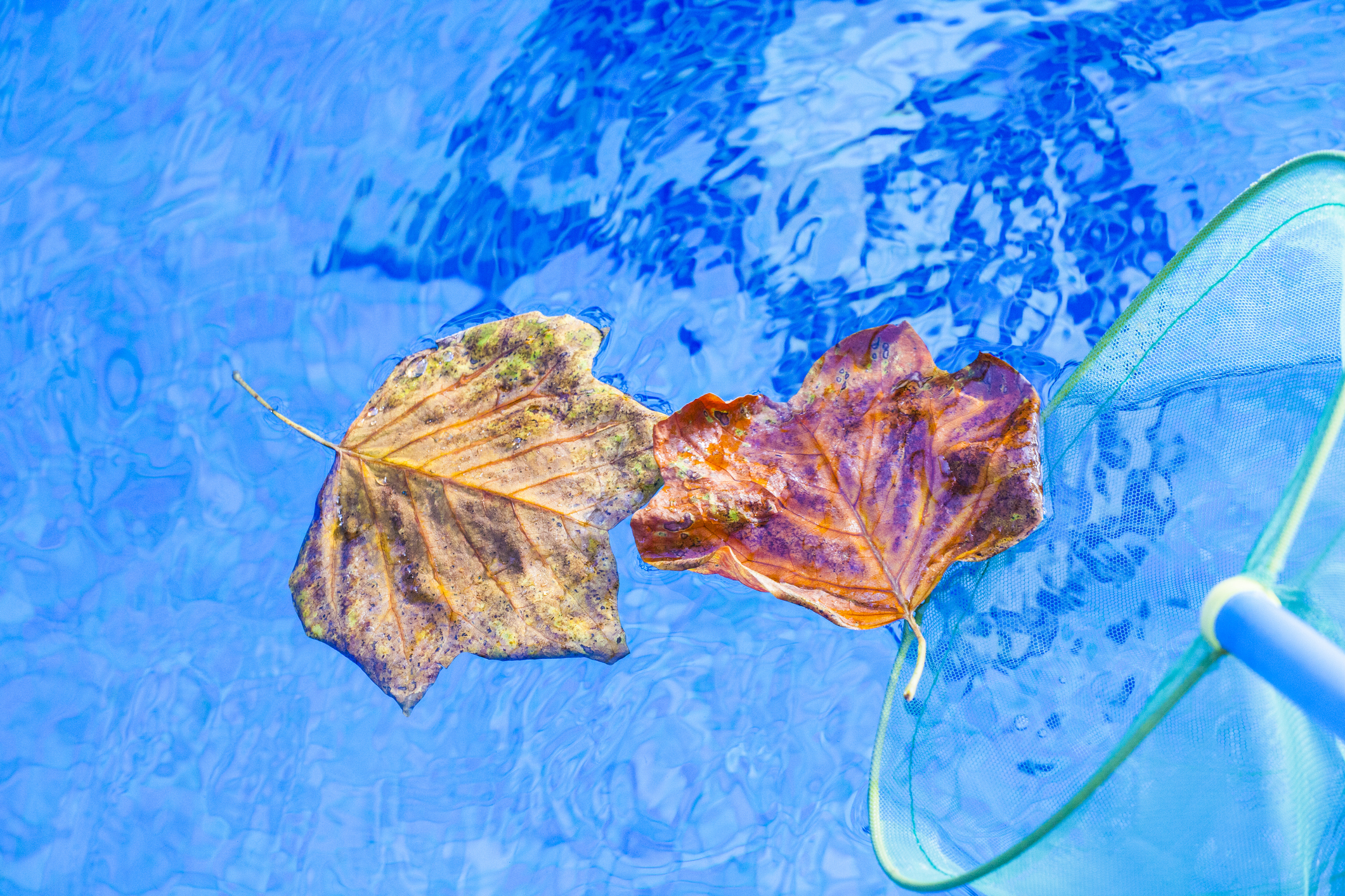 Fallen leaves being cleaned out of a pool.