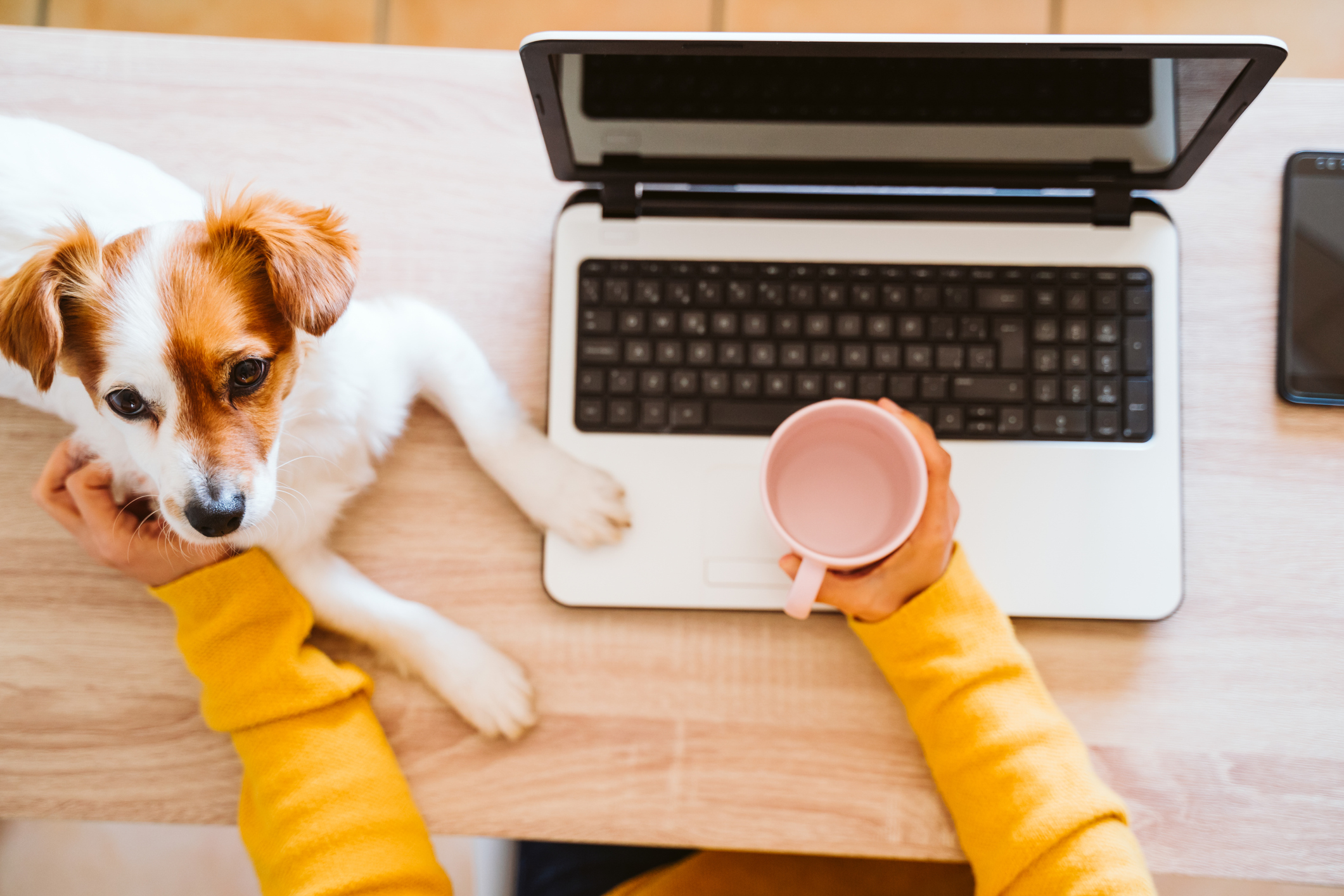 Woman working from home at laptop with dog and water.