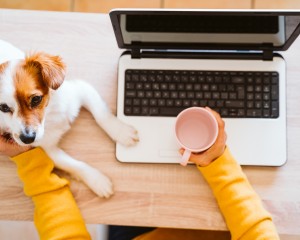 Woman working from home at laptop with dog and water.